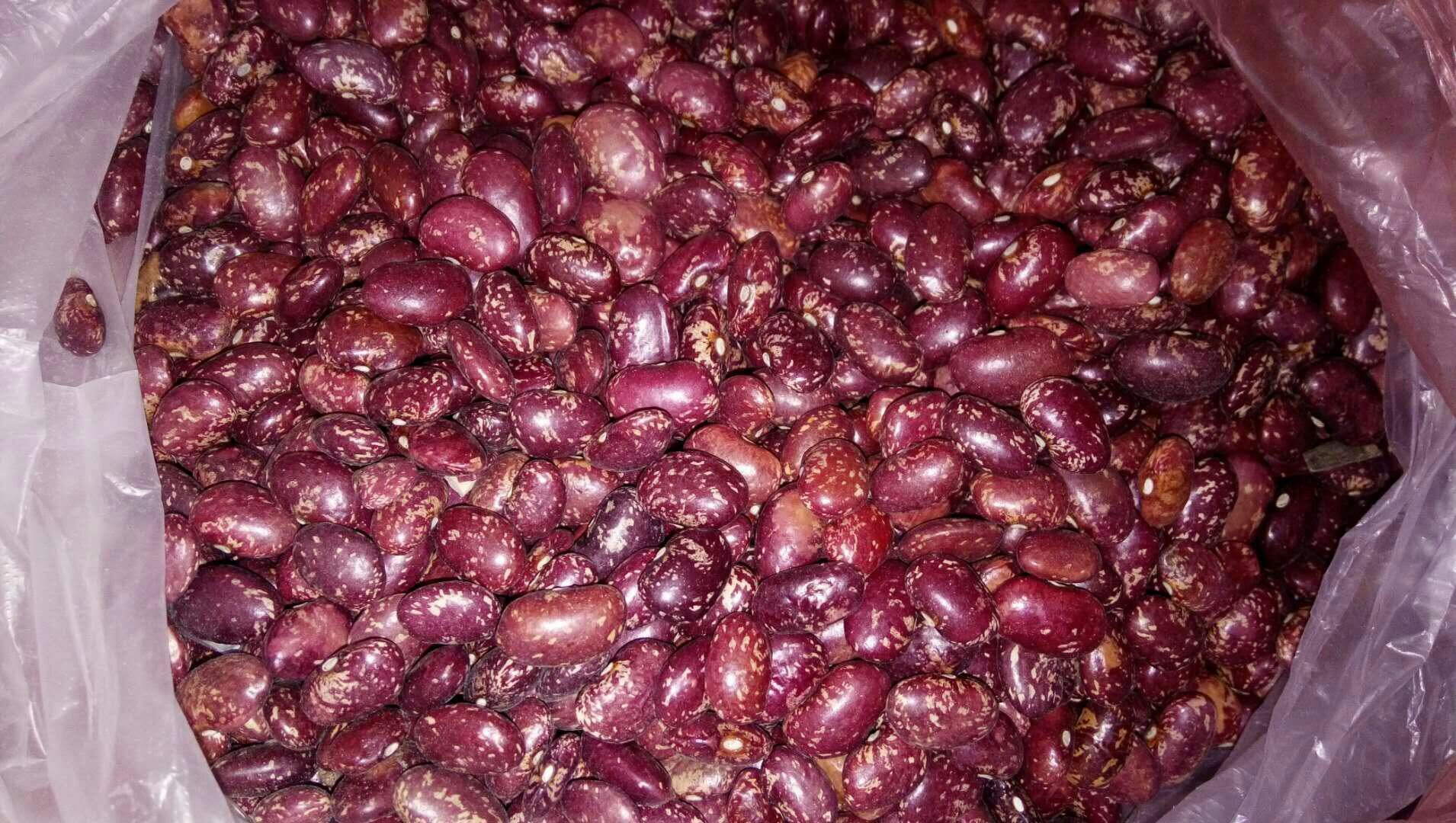 豇豆与芸豆并列展示,用于营养对比 豇豆与芸豆对比图