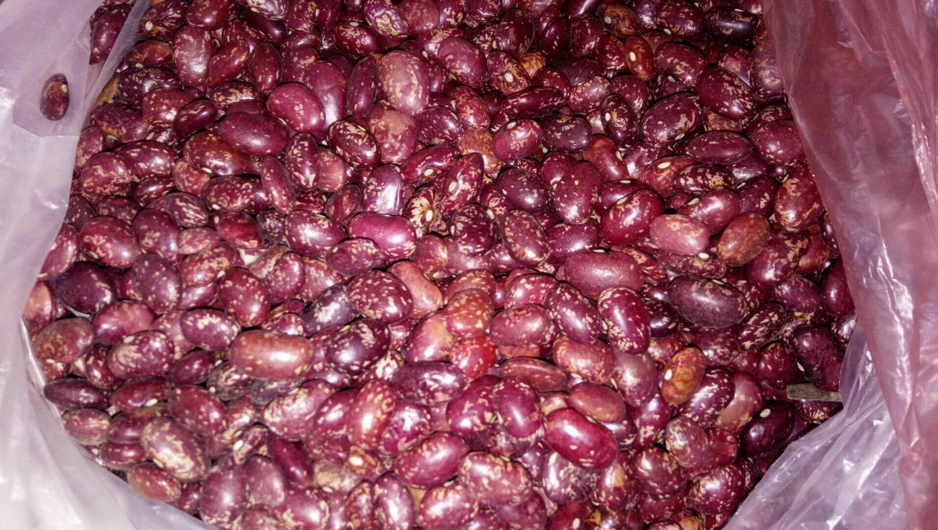 红芸一号芸豆特写