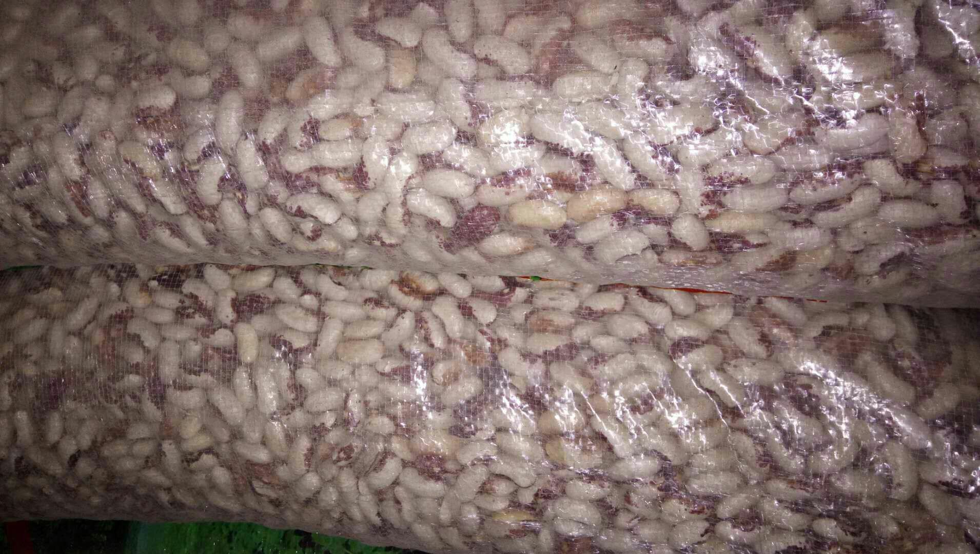 白扁豆与白芸豆干豆实物对比图