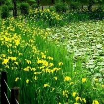 黄花鸢尾