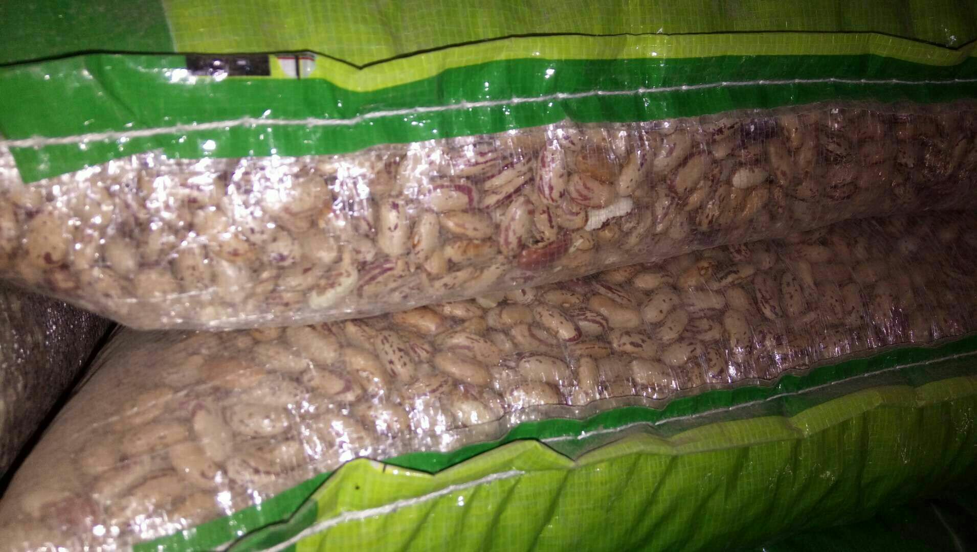 左侧为干燥的白芸豆和红芸豆种子,带有完整种皮;右侧为煮熟后的芸豆,种皮完整但颜色变深、质地柔软,旁边配有不锈钢锅具和计时器,强调‘充分煮熟’的操作场景 芸豆烹饪前后对比图