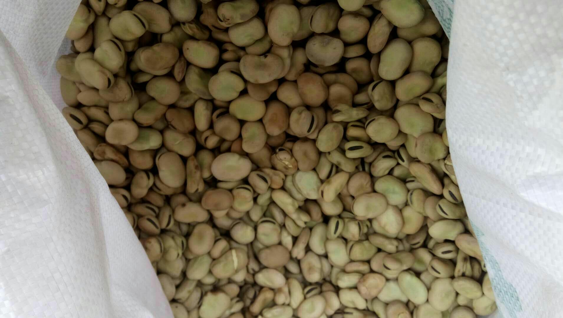 蚕豆与黄豆对比图