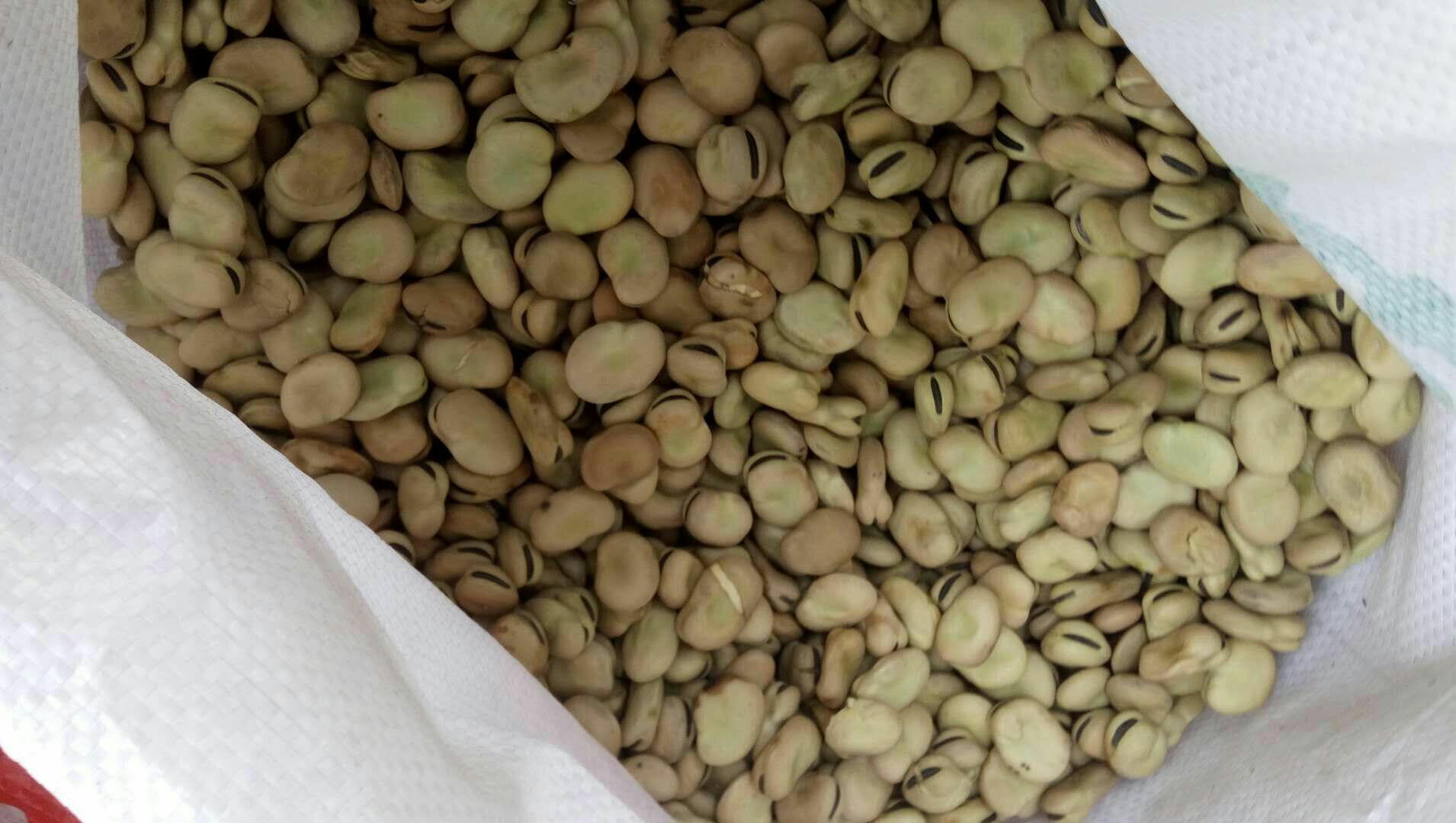 挑选新鲜饱满的干蚕豆 挑选新鲜饱满的干蚕豆,背景为白色托盘,豆子整齐排列,部分豆子有轻微光泽,旁边有一杯清水