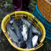成鱼叉尾鱼，鲶鱼