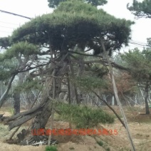 造型松
