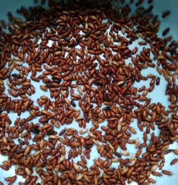 虫蛹郑州荥阳黄粉虫蛹自提