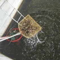 批发泥鳅苗，台湾泥鳅苗，本地泥鳅苗大量批发，量大优惠
