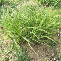 优质黄花菜种苗