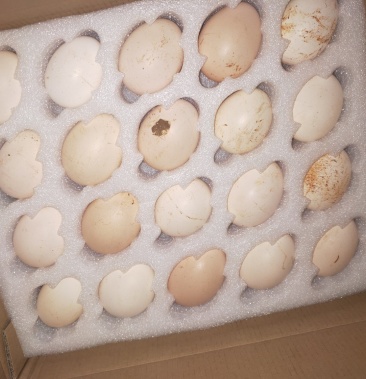 [斗鸡蛋批发]斗鸡蛋 孵化 50g以下价格12.00元/个 - 一亩田