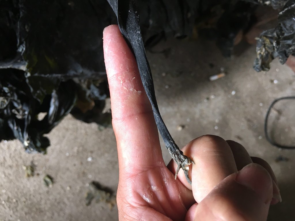 海带表面的小毛毛特写