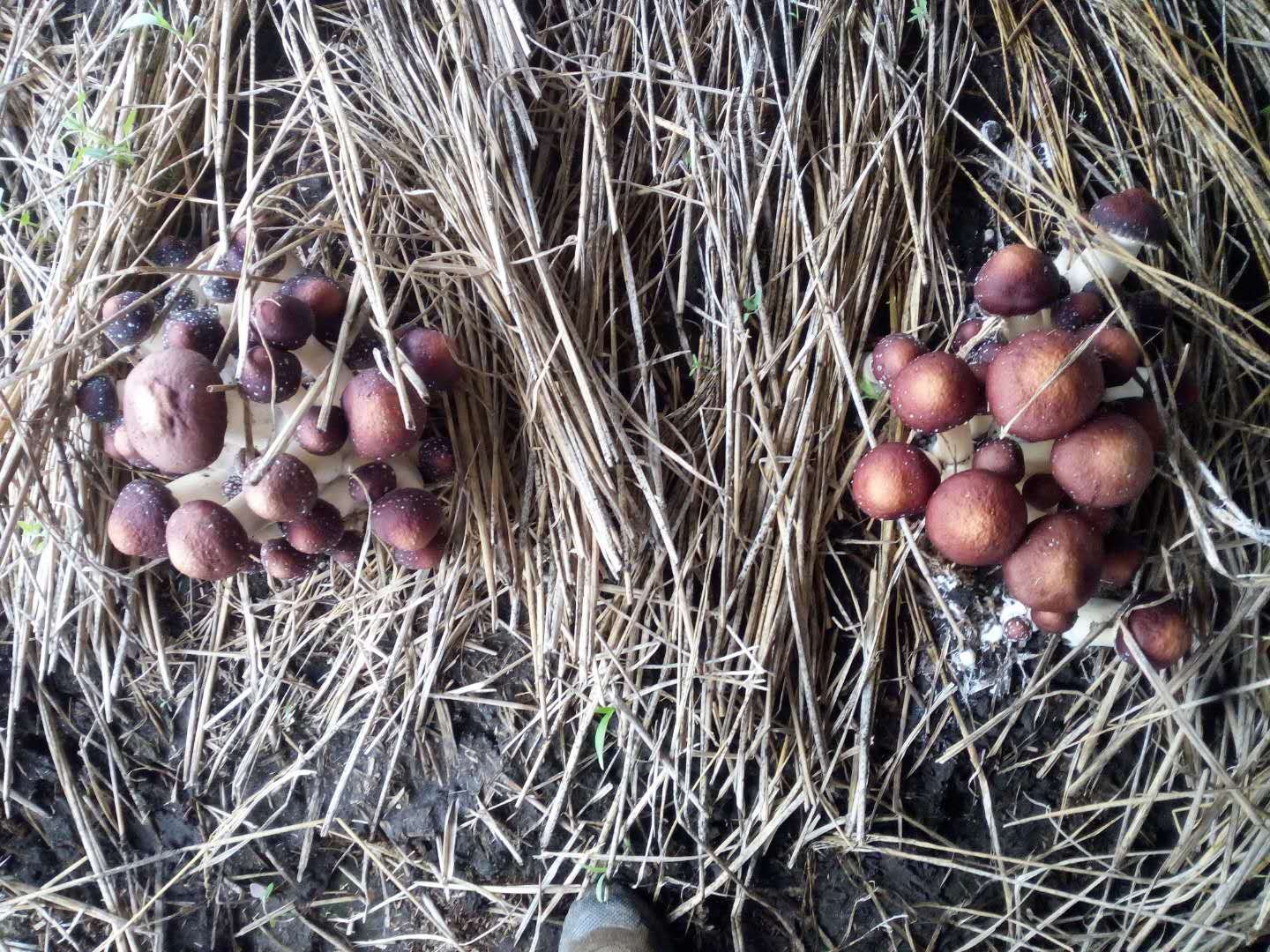左侧云南松茸生长于林间,右侧山东香菜田间种植 云南松茸与山东香菜产地对比图