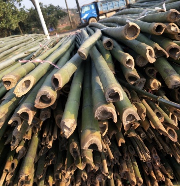 [竹子批发]竹子价格0.40元/棵 - 一亩田