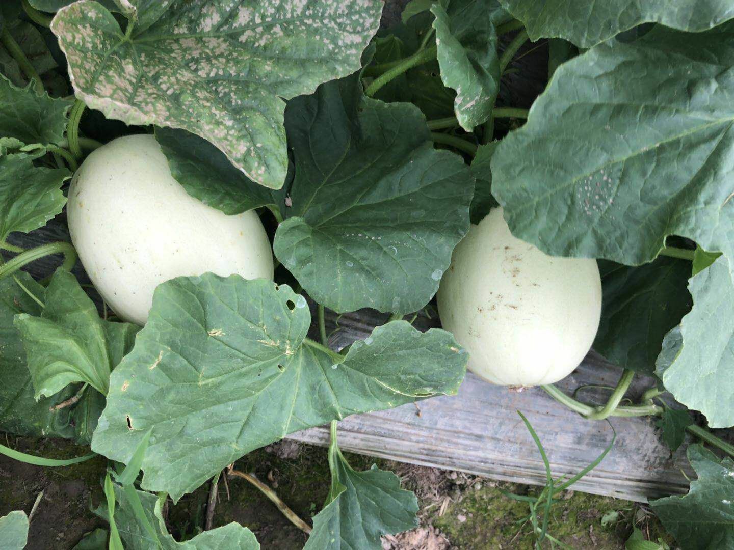 刚采摘的成熟玉菇甜瓜特写对比图