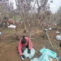 红栌树苗山东3公分公分5公分精品美国红栌价格