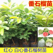 番石榴苗红心西瓜芭乐树苗南北方可种
