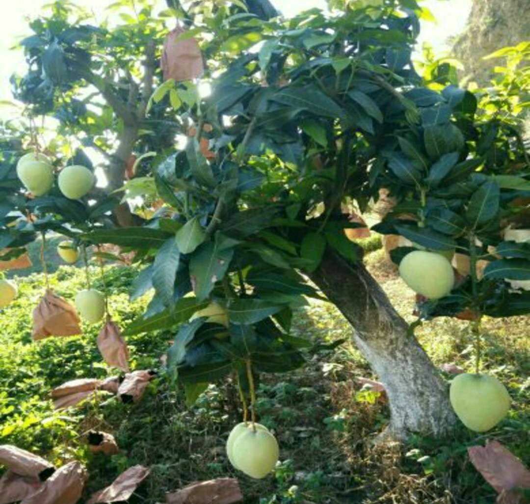 一片阳光充足的山坡上,成片的凯特芒果树整齐排列,枝头挂满青绿色的大型芒果果实,果皮光滑,部分果实已泛出淡黄晕彩,农民正在田间进行疏果管理,背景为干燥温暖的河谷地貌 凯特芒果园实景图