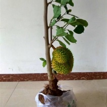榴莲苗泰国榴莲树苗南方北方种植盆栽苗当年结