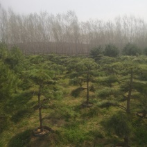 造型松