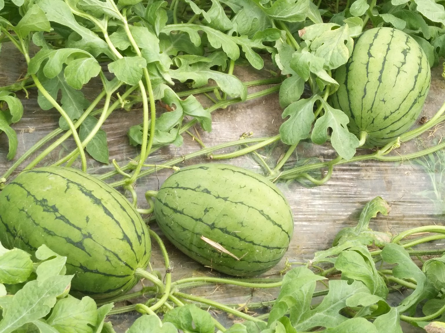 航拍视角下的浙江平湖农田,左侧为水稻田,右侧为早春红玉西瓜种植区,两者交错分布,田埂分明,体现稻瓜轮作的土地利用模式,远处有农民在劳作 浙江平湖市稻瓜轮作示范基地全景图