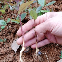 供应油茶树苗籽播油茶小苗油茶芽苗当年芽苗1年小苗