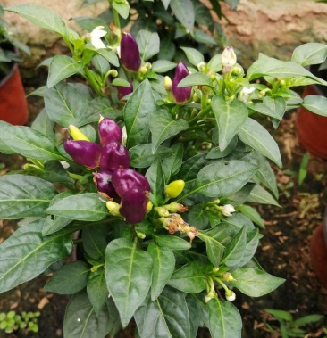 五彩椒 盆栽,黄色紫色120盆