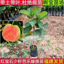 【1颗起批】正宗台湾四季红宝石芭乐苗嫁接苗红心无籽少籽当