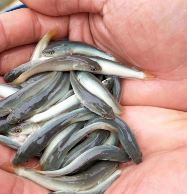 白乌鱼苗全驯化吃料包成活率包技术指导包成鱼回收