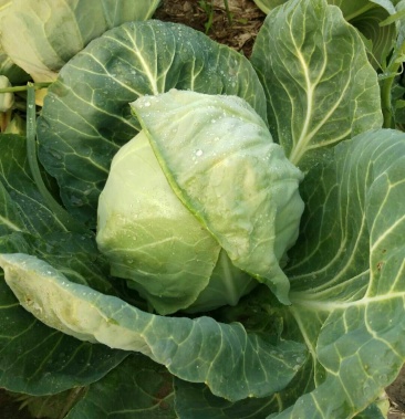 [中甘甘蓝批发]中甘56大量上市了,价格1.30元/斤 - 一亩田