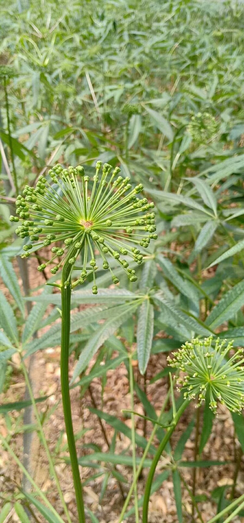 野生火麻三七(竹节参),种籽