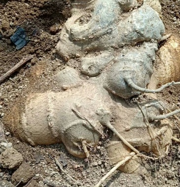 野生火麻三七竹节参种籽