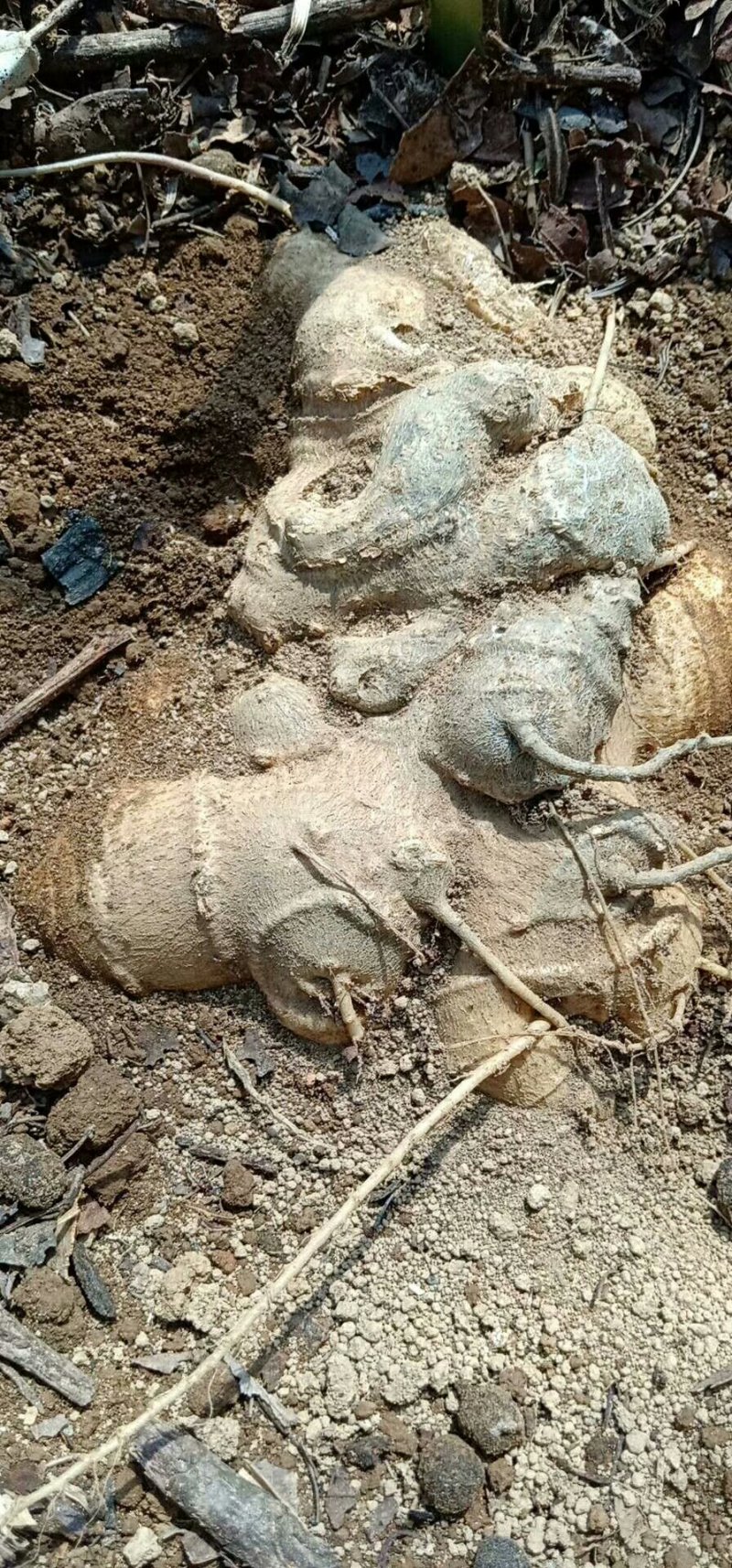 野生火麻三七(竹节参),种籽