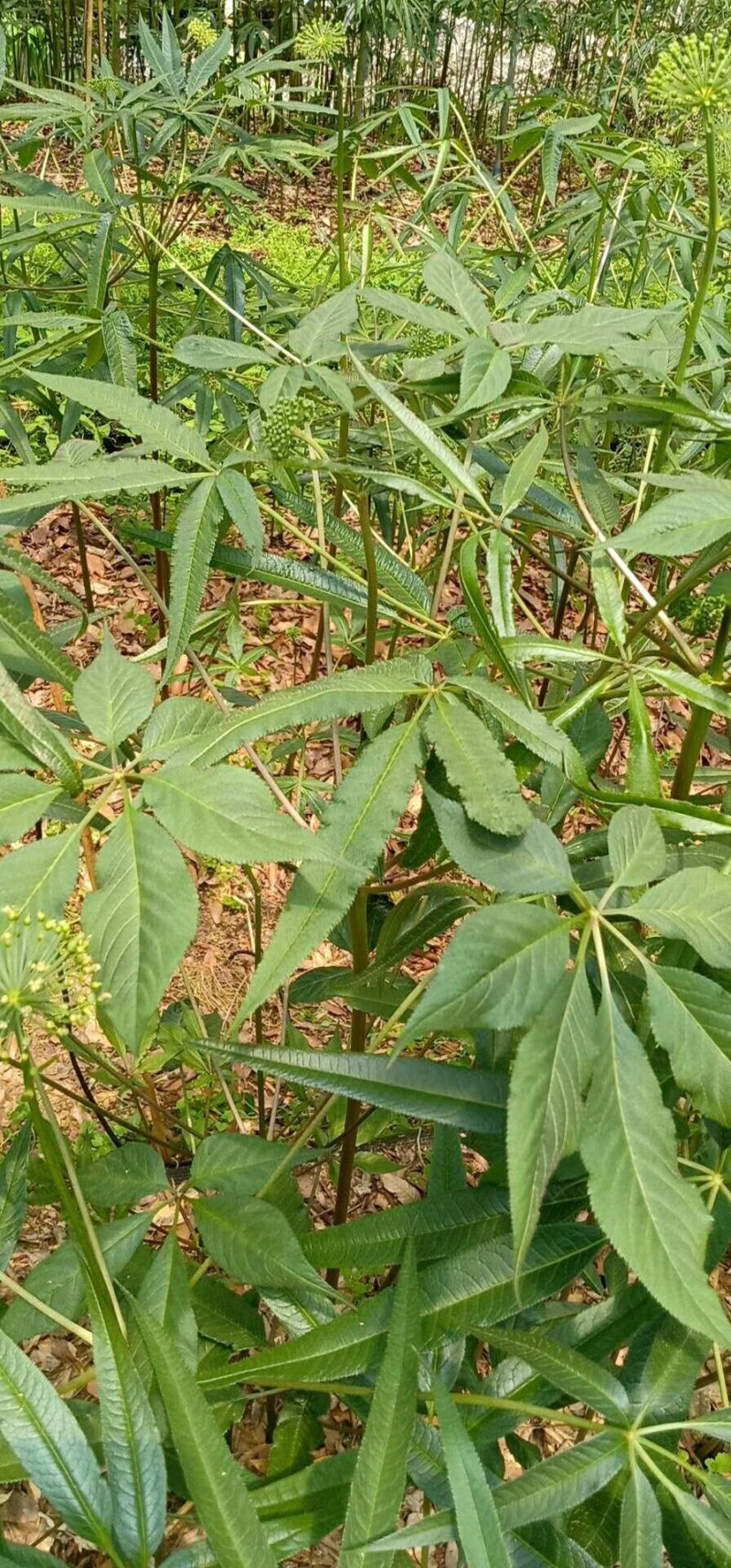 野生火麻三七(竹节参),种籽