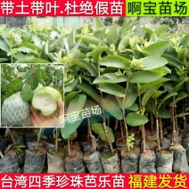 台湾四珍珠南方种番石榴苗芭乐树苗白心珍珠当年结果四季嫁