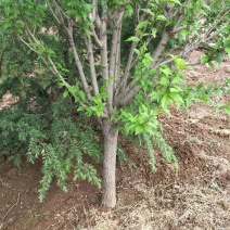 木槿