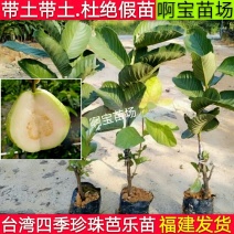 【1颗起批】台湾珍珠芭番石榴树果苗南方种当年结果四季嫁接