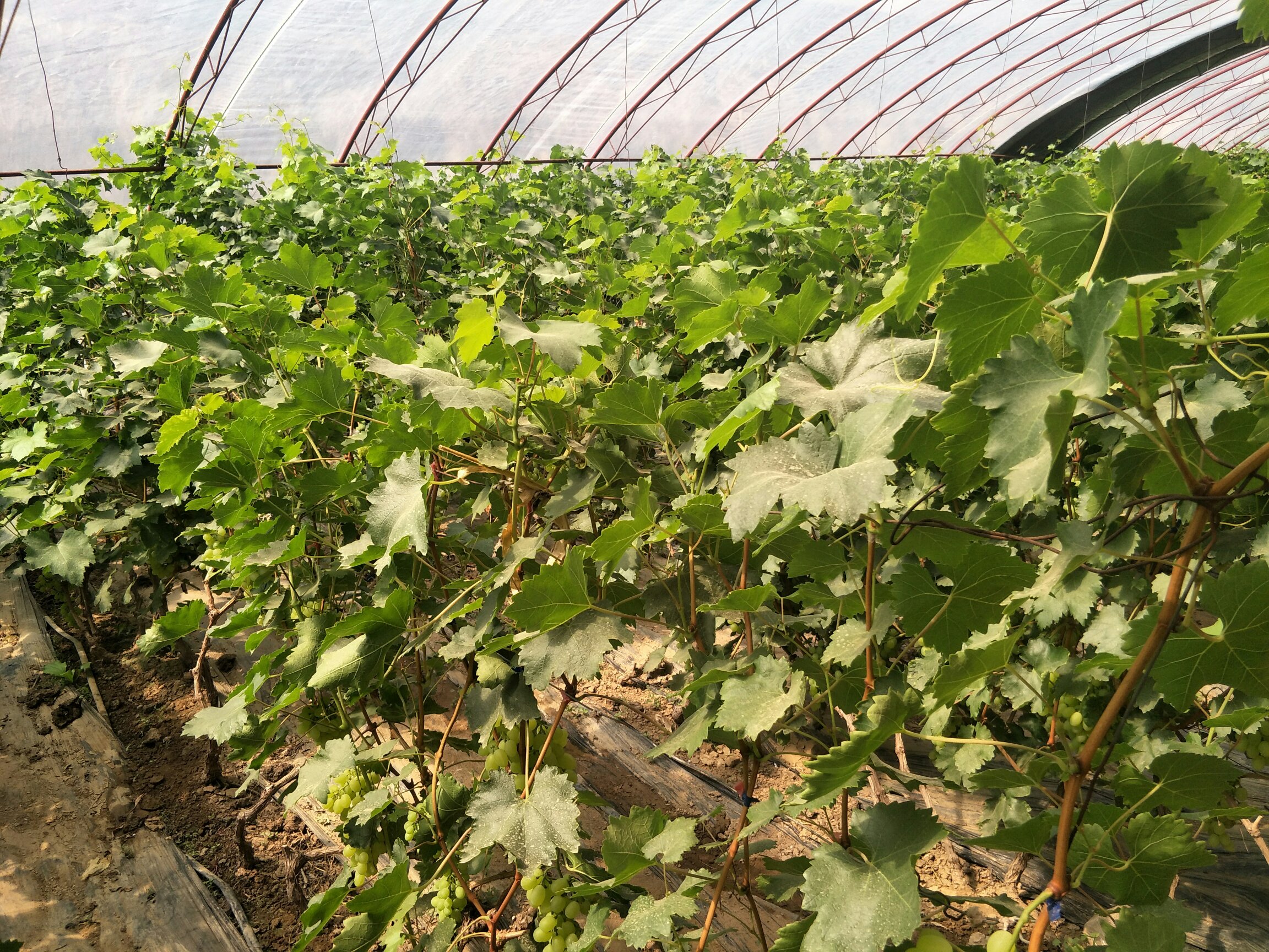 维多利亚葡萄果肉与果核结构图