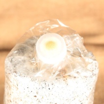 厂家直供黑皮鸡枞菌菌棒