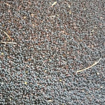 油菜籽