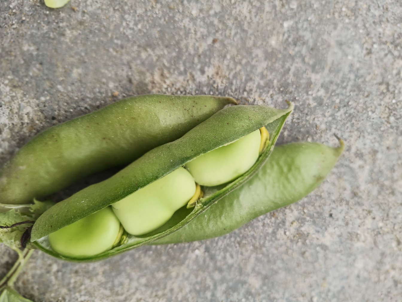 江苏如东县绿色食品认证蚕豆基地采收实景:工人正采摘豆荚长度12–15cm、颜色深绿、无黄斑的成熟豆荚;豆荚表皮具天然灰白色蜡粉层,触感微糙;远处可见移动式真空预冷机组,确保采后2小时内降温至10℃以下 农户在江苏南通如东县标准化蚕豆种植基地采收现场,工人手持饱满青绿豆荚,背景可见冷链预冷设备,豆荚表面覆有自然蜡质层,光泽鲜亮