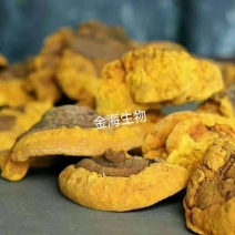河南金海生物桑黄菌包