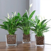 水培白掌盆栽一帆风顺室内花植物办公室桌面水养净化空气花卉