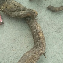 迎春花根