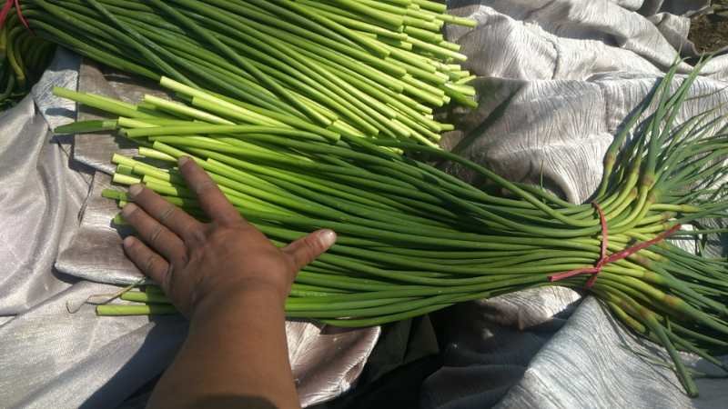 新鲜采摘的翠绿蒜薹特写，茎秆笔直粗壮，顶端微带紫红色花苞，表面覆有薄层蜡质白霜，背景为湿润泥土与零星蒜叶，体现田间采收即时状态