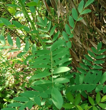 野生苦参鲜货下单后挖