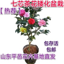 七芯茶花精美花卉送营养粉包邮