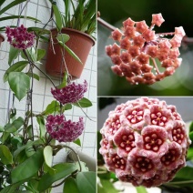 球兰花苗绿叶花心球兰大苗盆栽攀援植物室内爬藤吊兰藤蔓花