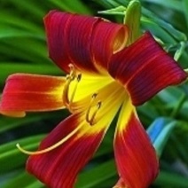带芽香水百合种球百合花种球盆栽种球盆栽花卉盆栽花苗