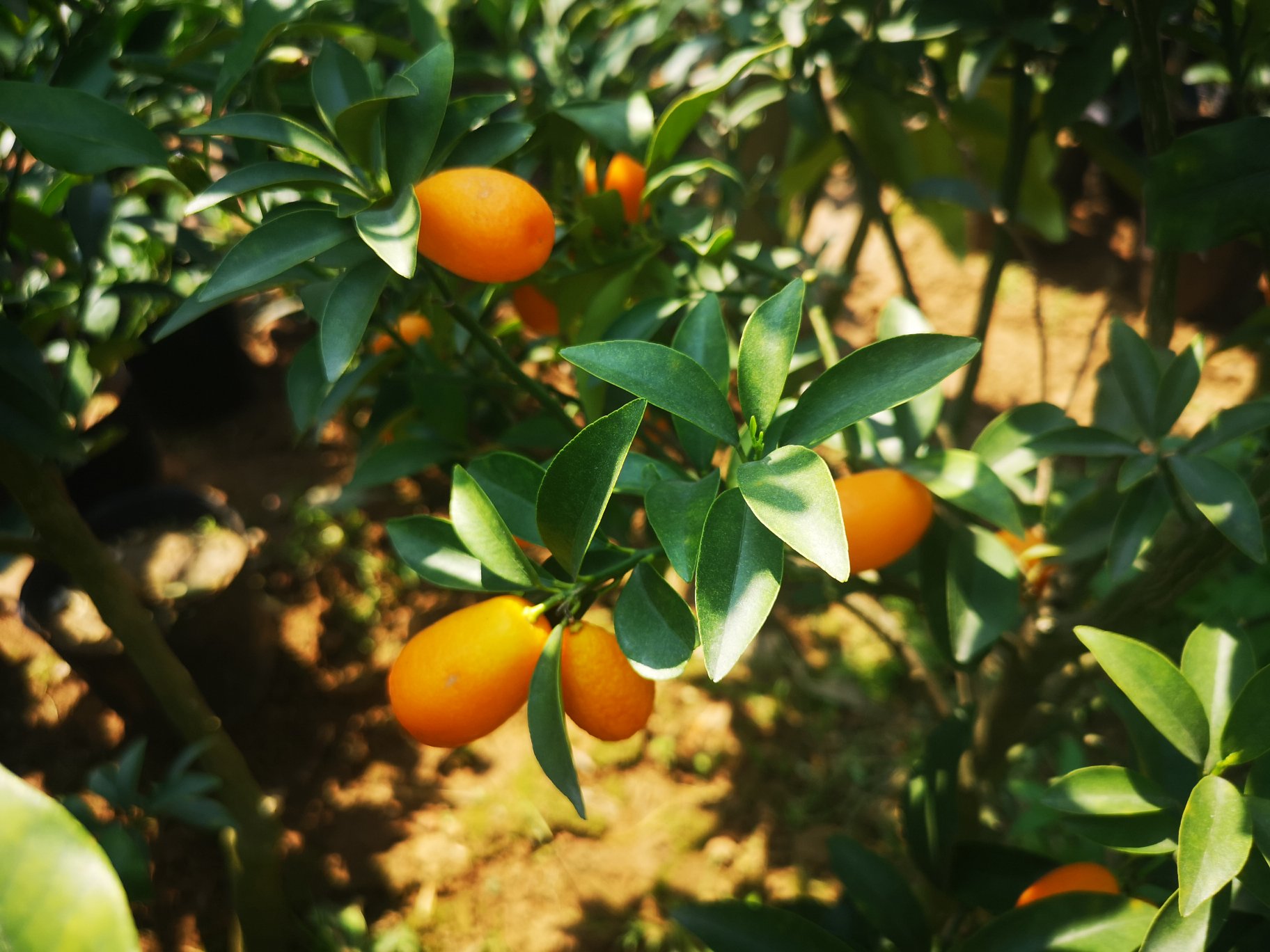 甘草金桔特写,展示其金黄果肉与甘草包裹的外观,适合用于文章封面展示 甘草金桔特写