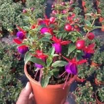 五彩荷包花元宝花盆栽阳台庭院花卉报春花带盆带土带花发