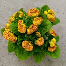 五彩荷包花元宝花盆栽阳台庭院花卉报春花带盆带土带花发